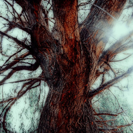 Living an urban self-sufficient lifestyle