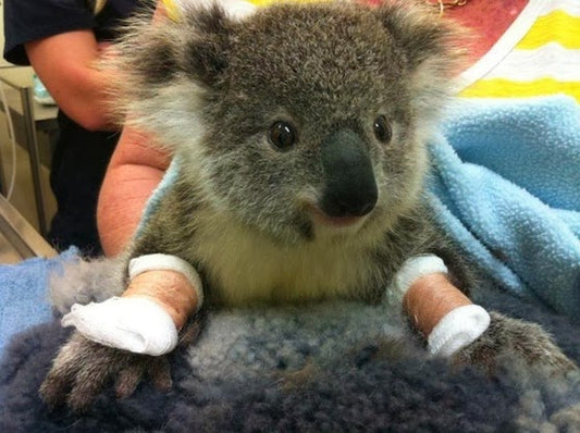 Please Donate to Help Koalas Affected by Bushfires