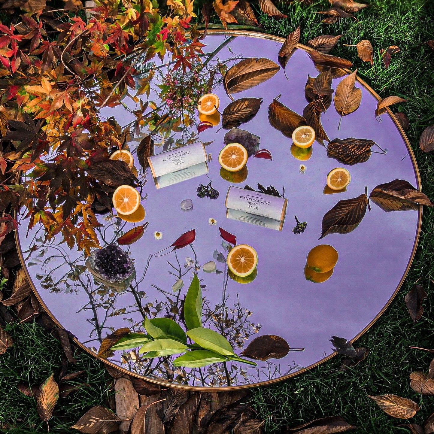 Plant'logenetic Beauty Stick