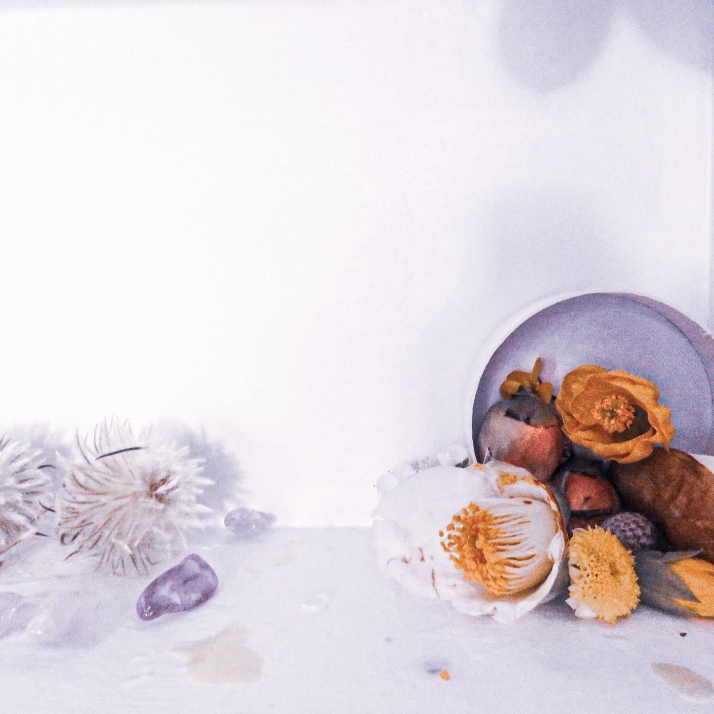 Transcending Rose Plant'fume