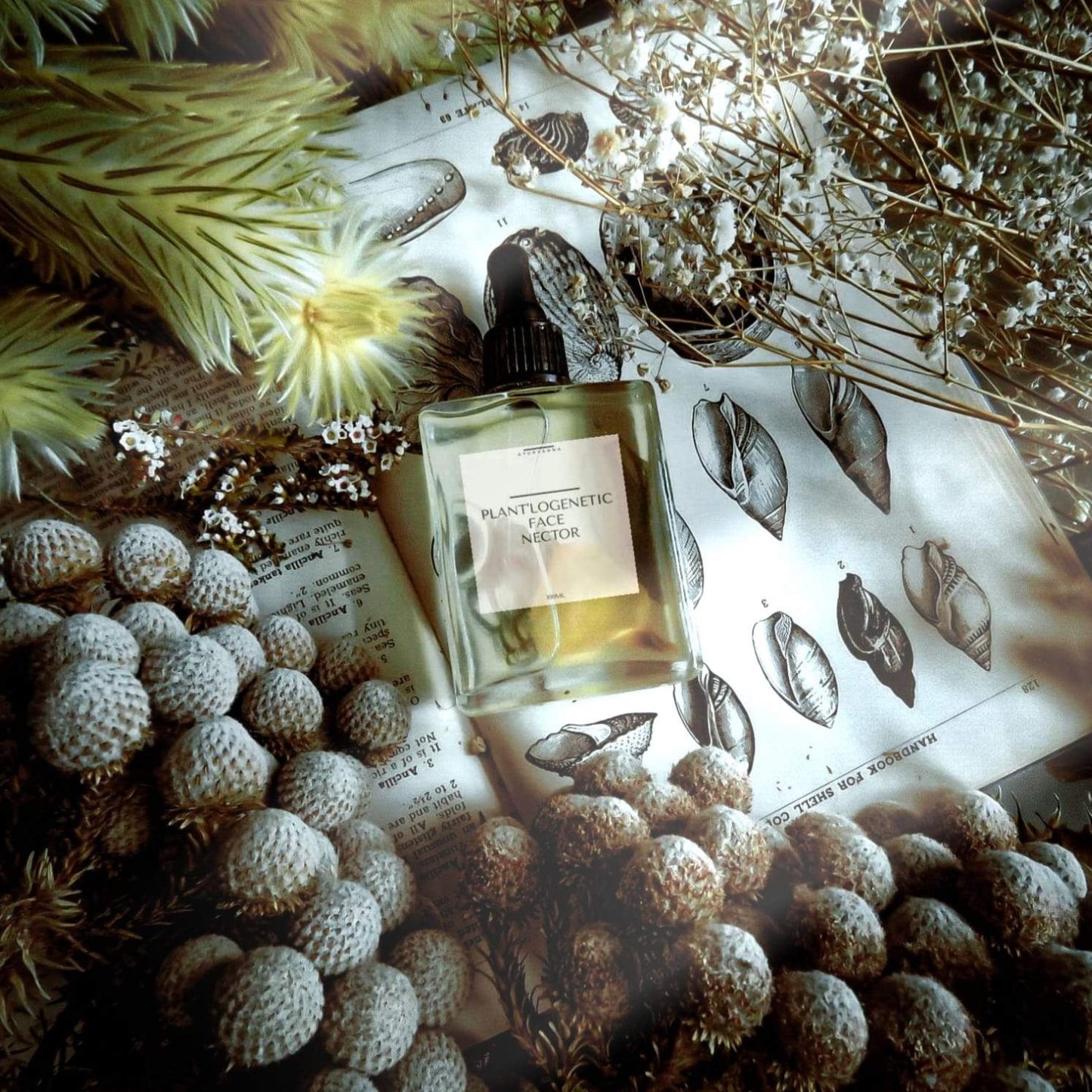 Plant'logenetic Face Nectar