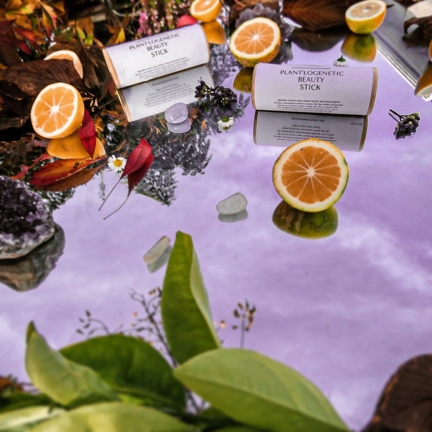 Plant'logenetic Beauty Stick