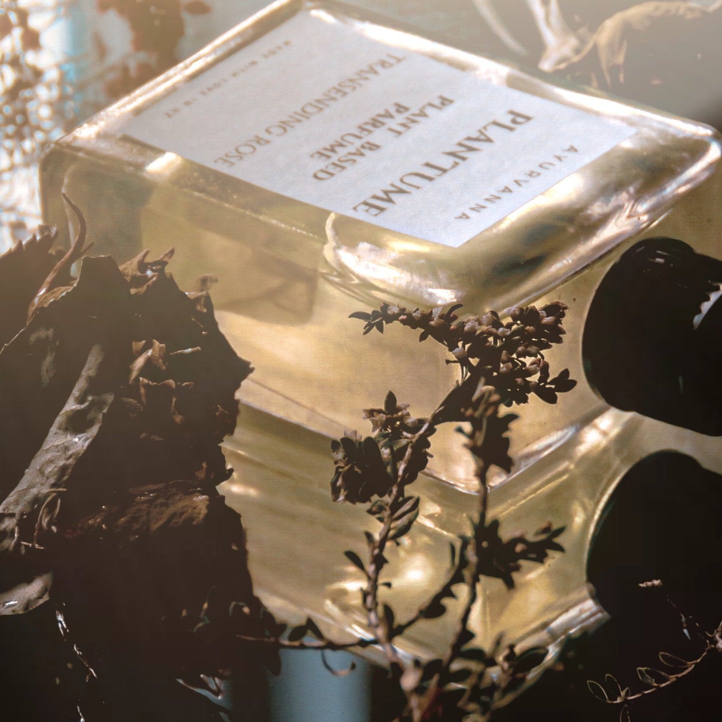 Transcending Rose Plant'fume