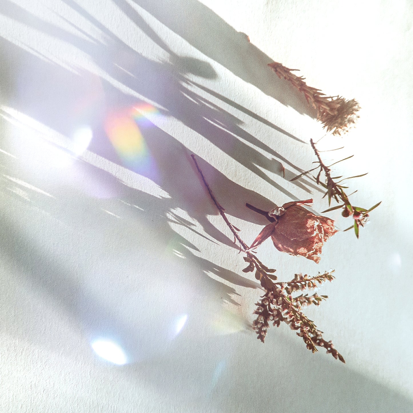 Transcending Rose Plant'fume