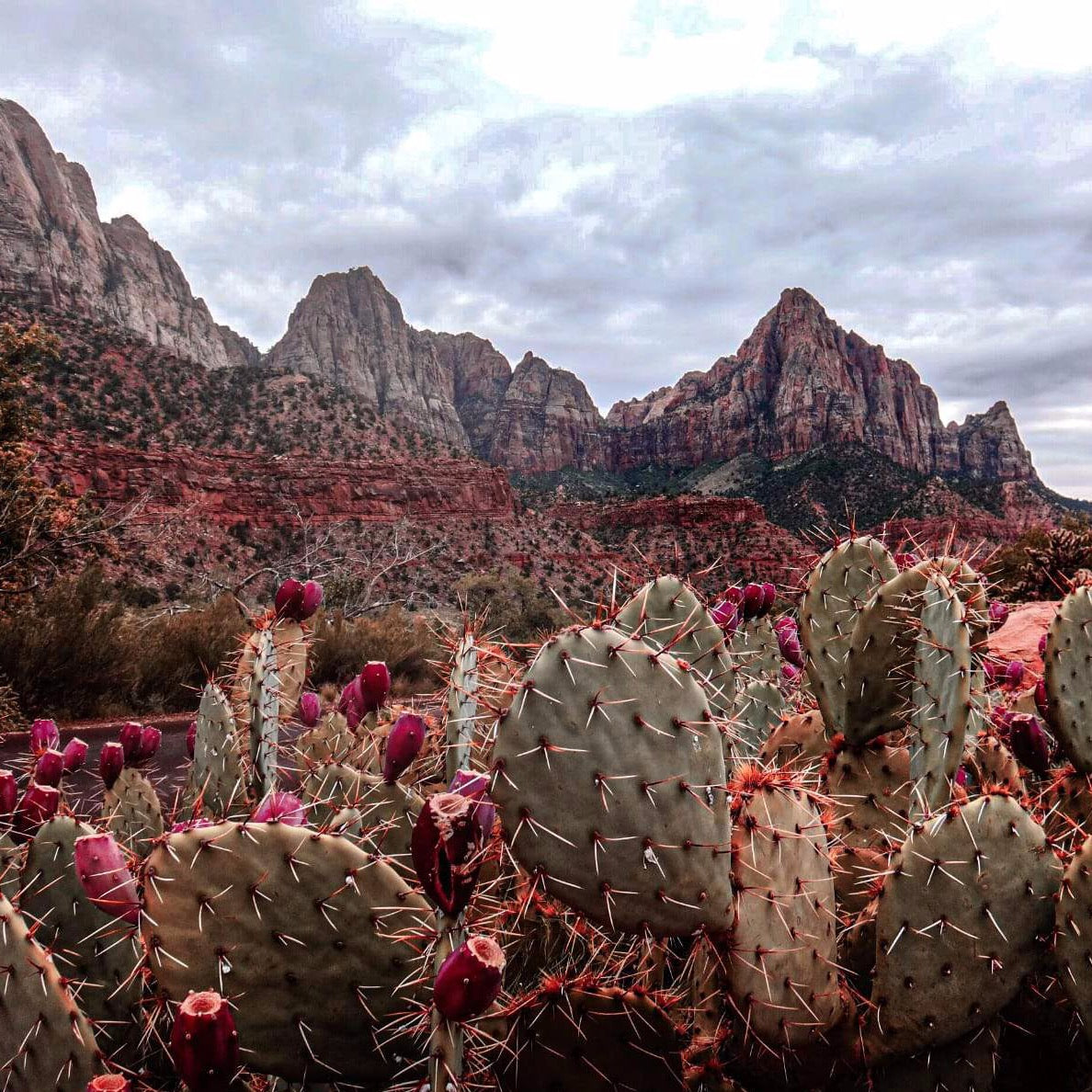 Prickly Pear Beauty Oil